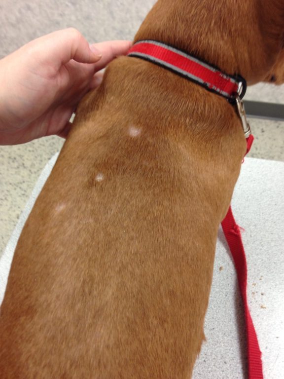 Common Dachshund skin problems