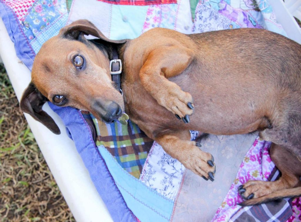 Dachshund Skin Problems Common Skin Diseases, Hormone Related Skin Problems, Skin Diseases