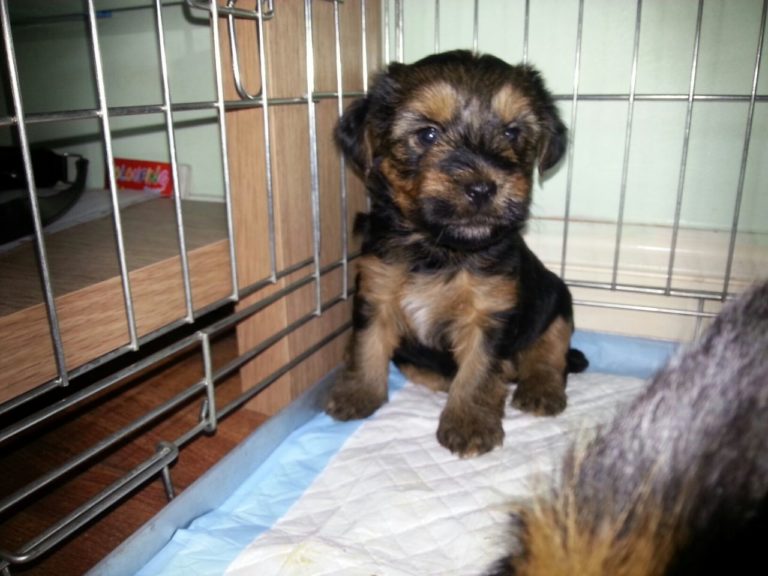 Crate training yorkshire terrier puppy