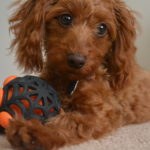 Dachshund and poodle mix