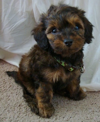 Dachshund and poodle mix for sale