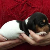 Average Weight For A Miniature Dachshund: Size, Weight Chart And Obesity