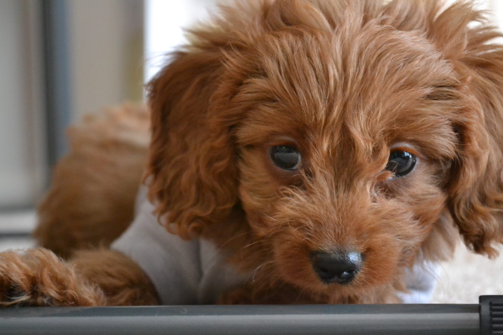 doxie poodle