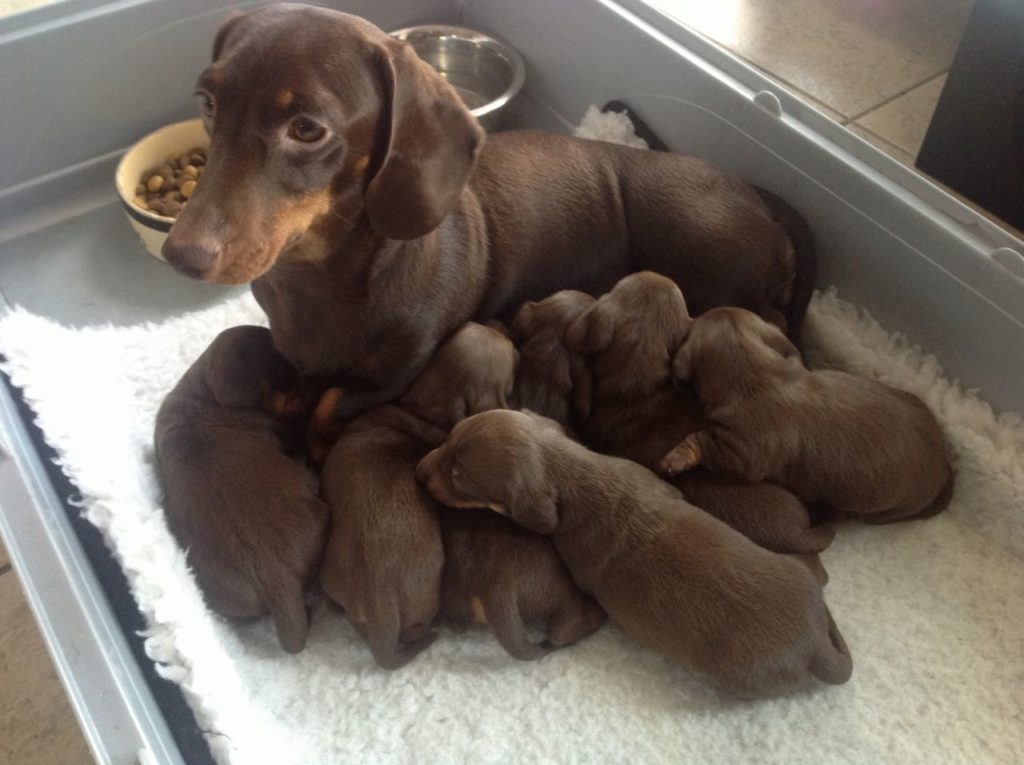 Dachshund Pregnancy Week By Week: Length Of The Pregnancy, Feeding ...