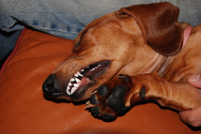 Dachshund Dental Care Teeth Problems, Symptoms Of Dental Diseases