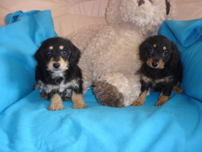 Dachshund x toy poodle puppies