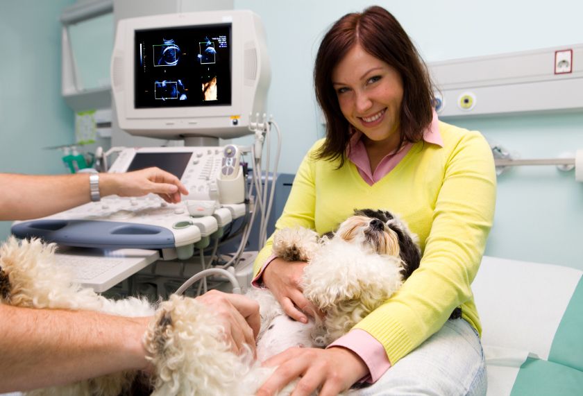 Detecting pregnancy in yorkshire terriers