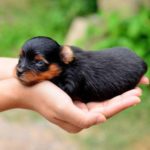 Dog names for a yorkshire terrier