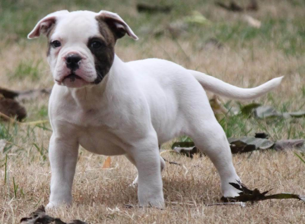 Rindende Glæd dig lever American Bulldog Pitbull Terrier Mix (Bullypit): Size, Character,  Temperament, Pictures