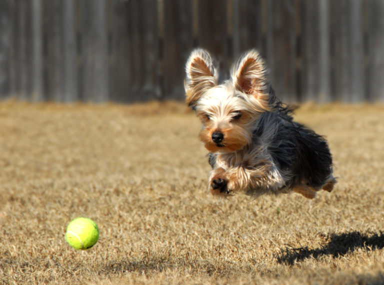 Yorkshire Terrier Training Tips The Basic Rules, Mandatory Commands Of