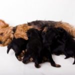 Gestation period for yorkshire terrier pregnancy