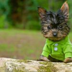 Good names for a yorkshire terrier