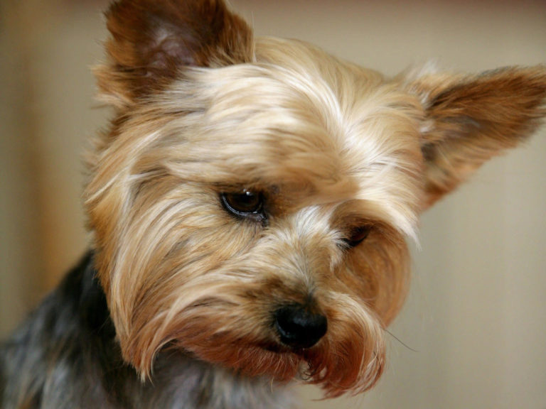 Grooming a yorkshire terrier at home
