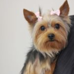 Grooming a yorkshire terrier puppy cut