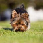 How do you potty train a Yorkshire Terrier