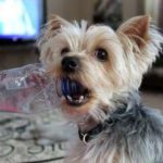 How many teeth do yorkshire terrier dogs have