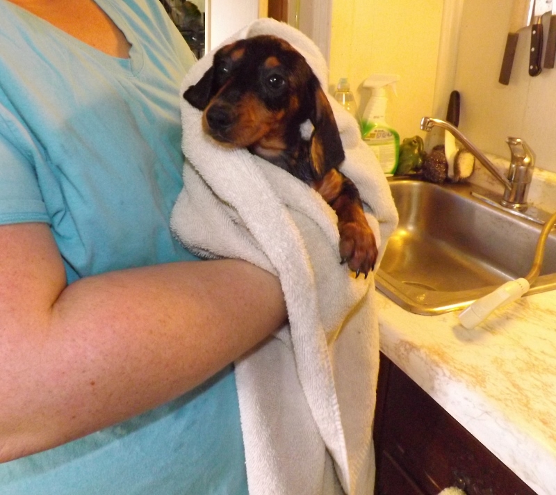 How often should i bathe my puppy Dachshund