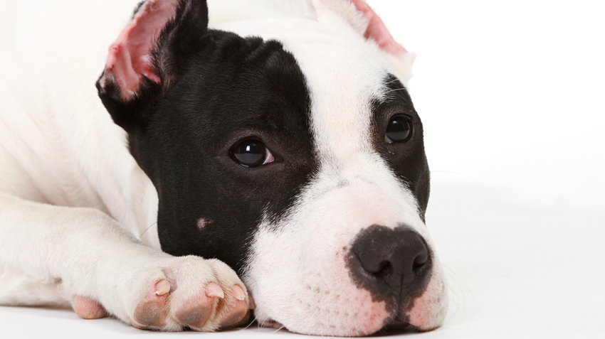 How to care for a pitbull terrier