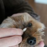 How to clean a yorkshire terrier eyes