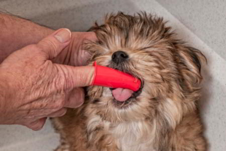 How to clean a yorkshire terrier s teeth