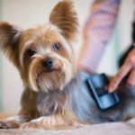 How to groom a yorkshire terrier