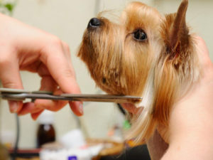 How to groom a yorkshire terrier at home