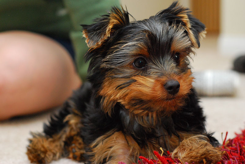 How to potty train a Yorkshire Terrier puppy