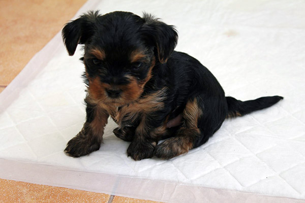 How to potty train a Yorkshire Terrier