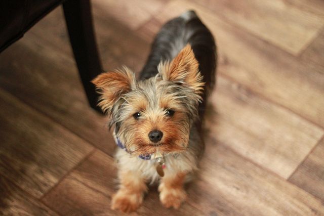 How to potty train Yorkshire Terrier