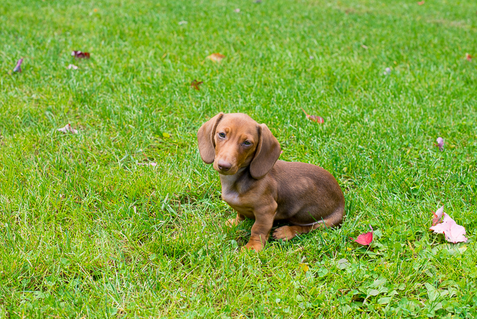 How To Train A Dachshund Puppy To Potty Outside
