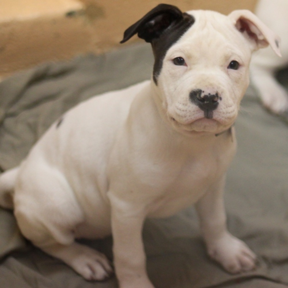 How to train a pitbull terrier puppy