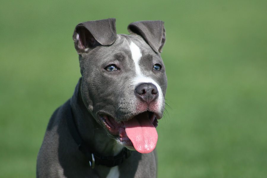 How to train a pitbull terrier