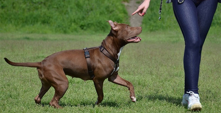 How to train pitbull terrier