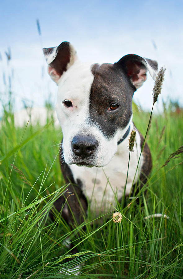How to train your american pitbull terrier