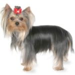 Yorkshire Terrier Toy Informatii | 1001doggy.com