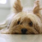 Life expectancy of yorkshire terrier