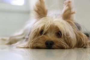 Lifespan Of A Yorkshire Terrier: Care, Diseases, Balanced Diet, Average ...