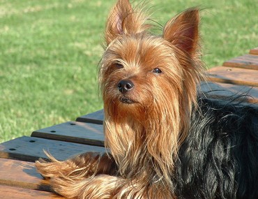 Lifespan of a yorkshire terrier