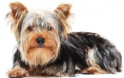 Lifespan of yorkshire terrier dogs