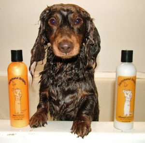 Long Haired Dachshund Shampoo | 1001doggy.com