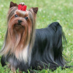 Long haired yorkshire terrier