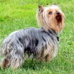 Long haired yorkshire terrier for sale
