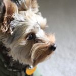 Male yorkshire terrier names