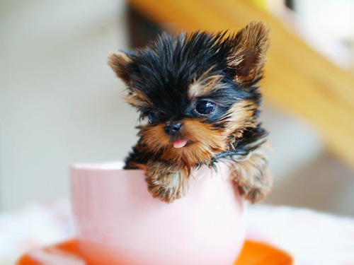 Lifespan Of A Yorkshire Terrier Care Diseases Balanced Diet Average Life Expectancy