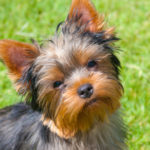 Names for a yorkshire terrier