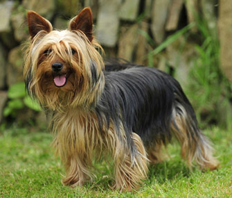 Names for male yorkshire terriers