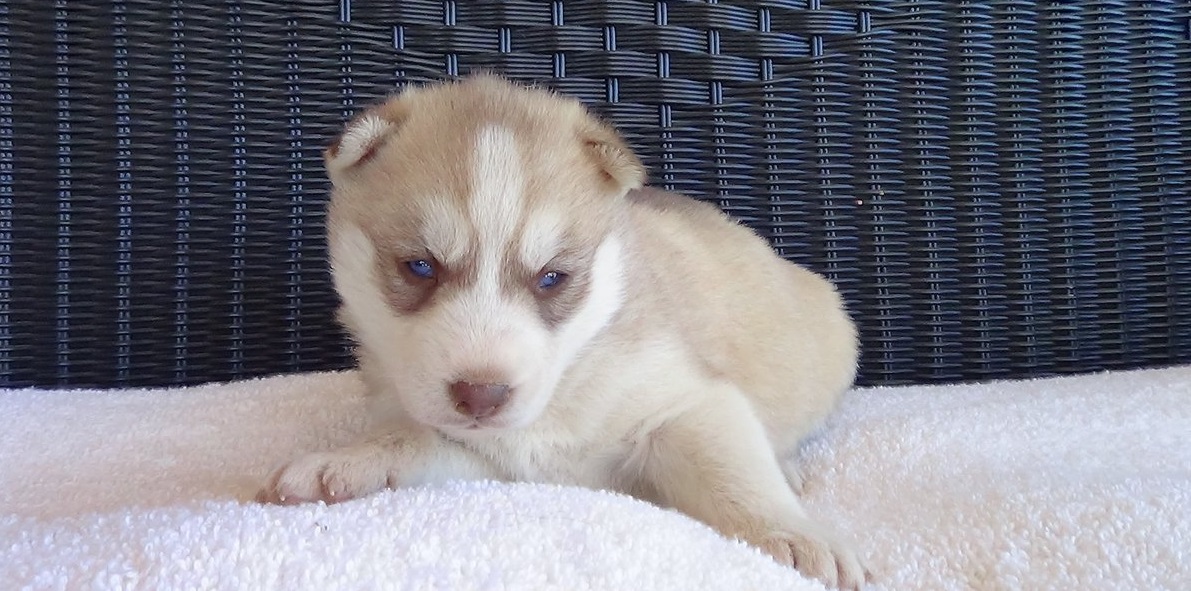 Pictures of 3 week old Husky puppies