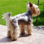 Pictures of yorkshire terrier hairstyles