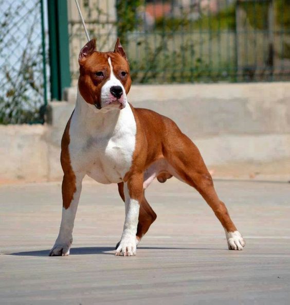 Pitbull american staffordshire terrier