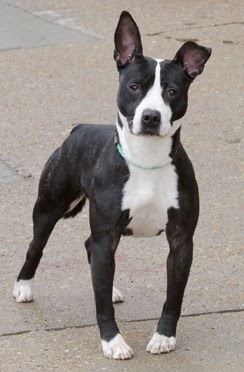 Pit boston deals terrier mix